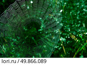 Nature web. Element of design, Стоковое фото, агентство Ingram Publishing / Фотобанк Лори