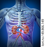 Human kidneys and circulation with a skeleton medical diagram on a black glowing background with red and blue arteries as a hrealth care and medical illustration of the inside anatomy of the urinary system. Стоковое фото, агентство Ingram Publishing / Фотобанк Лори