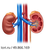 Human kidney medical diagram with a cross section of the inner organ with red and blue arteries and adrenal gland as a hrealth care and medical illustration of the inside anatomy of the urinary system isolated on a white background. Стоковое фото, агентство Ingram Publishing / Фотобанк Лори