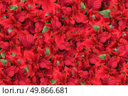 christmas flower background. Стоковое фото, агентство Ingram Publishing / Фотобанк Лори