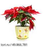 christmas flower. Стоковое фото, агентство Ingram Publishing / Фотобанк Лори