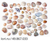 various color shell isolated on white. Стоковое фото, агентство Ingram Publishing / Фотобанк Лори