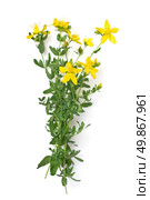 St Johns wort isolated on white. Стоковое фото, агентство Ingram Publishing / Фотобанк Лори