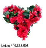 heart from azalea flowers for valentine’s day isolated on white. Стоковое фото, агентство Ingram Publishing / Фотобанк Лори