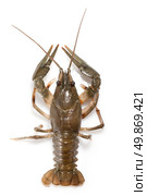 alive crayfish isolated on white. Стоковое фото, агентство Ingram Publishing / Фотобанк Лори