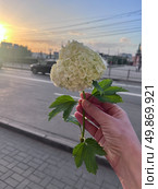 Цветок в руке. Стоковое фото, фотограф Марина Иванова / Фотобанк Лори