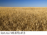 Field of gold wheat and blue sky. Стоковое фото, агентство Ingram Publishing / Фотобанк Лори