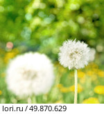 dandelions on green nature background. Стоковое фото, агентство Ingram Publishing / Фотобанк Лори