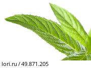 macro photo of green mint isolated on white. Стоковое фото, агентство Ingram Publishing / Фотобанк Лори