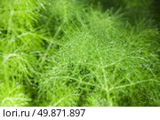 beautiful feathery green leaves of fennel. abstract background. Стоковое фото, агентство Ingram Publishing / Фотобанк Лори