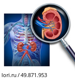 Human kidney magnification from a body as a medical diagram with a cross section of the inner organ with red and blue arteries and adrenal gland as a health care illustration of the anatomy of the urinary system. Стоковое фото, агентство Ingram Publishing / Фотобанк Лори