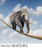 Managing risk and big business challenges and uncertainty with a large elephant walking on a dangerous rope high in the sky as a symbol of balance and overcoming fear for goal success. Стоковое фото, агентство Ingram Publishing / Фотобанк Лори