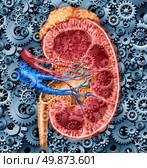 Human kidney function medical concept with a cross section of the inner organ with red and blue arteries and adrenal gland with gears and cogs as a health care illustration of the anatomy of the urinary system. Стоковое фото, агентство Ingram Publishing / Фотобанк Лори