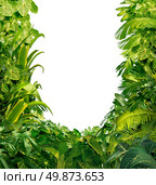 Tropical jungle as a blank frame with rich green plants as ferns and palm tree leaves found in southern hot climates as south America  Hawaii and Asia with a white isolated copy space center. Стоковое фото, агентство Ingram Publishing / Фотобанк Лори