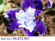 beautiful flower iris closeup. blue, purple. Стоковое фото, агентство Ingram Publishing / Фотобанк Лори