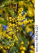 Acacia dealbata tree in blossom. This plant with yellow flowers is also known as mimosa. Стоковое фото, фотограф Сергей Пристяжнюк (Serg Zastavkin) / Фотобанк Лори
