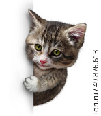 Cat or kitten with a blank vertical card sign as a cute feline with a smiling happy expression supporting and communicating a message pertaining to pet health care and welfare. Стоковое фото, агентство Ingram Publishing / Фотобанк Лори