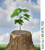 New development and renewal as a business concept of emerging leadership success with an old cut down tree and a new strong seedling growing from the center trunk as a concept of support and building a future. Стоковое фото, агентство Ingram Publishing / Фотобанк Лори