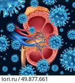 Kidney infection concept  with a group of microscopic virus cells infecting a medical diagram with a cross section of the inner organ with adrenal gland as a health care symbol of the anatomy diagnosis of the urinary system. Стоковое фото, агентство Ingram Publishing / Фотобанк Лори