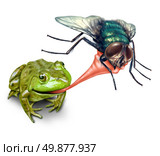 Frog catching bug with a sticky tongue shooting out as a nature concept of the natural cycle of life where a green amphibian eats a fly insect for survival on a white background. Стоковое фото, агентство Ingram Publishing / Фотобанк Лори