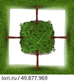 Community cooperation network concept with a group of trees growing strong together in solidarity as a symbol of growing team unity and partnership joining forces for business and life success. Стоковое фото, агентство Ingram Publishing / Фотобанк Лори