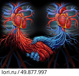 Health agreement medical concept with a group of two human hearts with the red and blue arteries connected together shaped as a hand shake as a symbol of organ and blood donation solutions. Стоковое фото, агентство Ingram Publishing / Фотобанк Лори