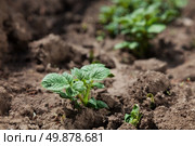 Young potato on soil cover. plant close-up. Стоковое фото, агентство Ingram Publishing / Фотобанк Лори
