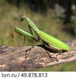 Praying Mantis insect in nature  as a symbol of green natural extermintion and pest control with a predator that hunts and eats other insects as an icon of entomology biology education. Стоковое фото, агентство Ingram Publishing / Фотобанк Лори