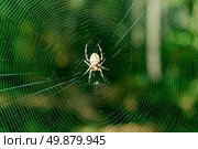 Spider on web. Nature composition. Стоковое фото, агентство Ingram Publishing / Фотобанк Лори