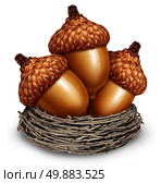 Investment savings financial concept to squirrel away some money as a group of acorns in a nest of twigs representing business surplus income or personal retirement wealth being saved for the future on a white background. Стоковое фото, агентство Ingram Publishing / Фотобанк Лори