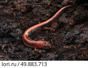 Salamander in a moist cool damp forest habitat as an eastern redback crawling on an earth floor as an amphibian animal living in a northern environment as a symbol of wildlife and zoology. Стоковое фото, агентство Ingram Publishing / Фотобанк Лори