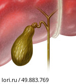 Gallbladder or gall bladder human internal organ as a function of the digestive system to store bile as part of the biliary system of the body as a medical illustration concept on a white background. Стоковое фото, агентство Ingram Publishing / Фотобанк Лори