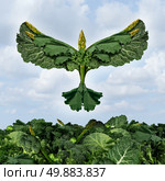 Health food freedom diet concept with green vegetables and dark leafy food shaped as a bird flying upward as a healthy eating symbol of the power of fresh garden produce organically grown as an icon of natural nutrition as kale swiss chard spinach collards broccoli and cabbage. Стоковое фото, агентство Ingram Publishing / Фотобанк Лори