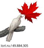 Canada peace concept as a white dove holding a red maple leaf on a white background as a symbol for canadian nonviolence and conflict resolution or issues of justice and human rights. Стоковое фото, агентство Ingram Publishing / Фотобанк Лори