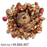 Squirrel nut burst concept as a cute furry rodent emerging from a heap of nuts as a symbol of plentiful food fortune and success. Стоковое фото, агентство Ingram Publishing / Фотобанк Лори