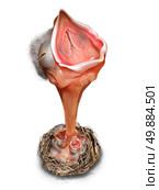 Get attention concept as a determined leading baby bird in forced perspective standing out from the crowd with a long neck in the nest group  as a marketing symbol of business communication and attracting investment on a white background. Стоковое фото, агентство Ingram Publishing / Фотобанк Лори