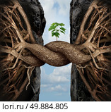 Unity growth concept and bridge the gap business symbol as two tree roots on a high steep cliff connecting and merging together bridging together to form a new sapling as an icon of partnership success and strength. Стоковое фото, агентство Ingram Publishing / Фотобанк Лори