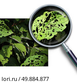 Plant disease concept as a group of damaged leaves with holes caused by garden pests as worms and bug larvae with a magnifying glass close up of a green diseased leaf. Стоковое фото, агентство Ingram Publishing / Фотобанк Лори