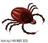 Tick insect close up illustration isolated on a white background as a symbol of a parasite arachnid that sucks blood and infects animals with bacteria and viruses with possible illness as lyme disease and fever. Стоковое фото, агентство Ingram Publishing / Фотобанк Лори