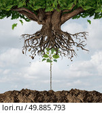 New leadership takeover or taking over concept or development and renewal business symbol  as an emerging young sapling pushing out an older more established tree as a success metaphor for a start up or emerging competitor. Стоковое фото, агентство Ingram Publishing / Фотобанк Лори