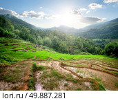 Green rice fields in mountains of Sri Lanka. Стоковое фото, агентство Ingram Publishing / Фотобанк Лори