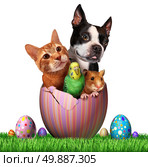 Easter pets and pet spring holiday animals group for veterinary medicine and pet store holidays as a cute dog hamster bird and a cat inside an open decorated egg on a grass field hunting for eggs with a white background. Стоковое фото, агентство Ingram Publishing / Фотобанк Лори