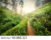 Footpath in tea plantation at sunset, Sri Lanka. Стоковое фото, агентство Ingram Publishing / Фотобанк Лори