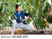 Positive farmer woman picking avocados in garden. Стоковое фото, фотограф Яков Филимонов / Фотобанк Лори