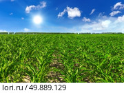 field. Стоковое фото, агентство Ingram Publishing / Фотобанк Лори