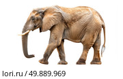 An elephant with tusks is walking on a plain white background. Стоковое AI-изображение, AI-художник Данила Большаков / Фотобанк Лори