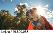 A dog stands proudly wearing a red and blue cape, looking heroic and ready for action. Стоковое AI-изображение, AI-художник Данила Большаков / Фотобанк Лори