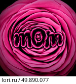 Mother mom flower with a pink rose with text shaped to represent motherhood and mothers day celebration and springtime love greeting for mommy as a 3D illustration style. Стоковое фото, агентство Ingram Publishing / Фотобанк Лори