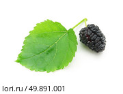 Isolated mulberry. Element of design. Стоковое фото, агентство Ingram Publishing / Фотобанк Лори