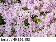 beautiful flower pink phlox. closeup. Стоковое фото, агентство Ingram Publishing / Фотобанк Лори